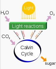 Photosynthesis splits water to liberate O2 and fixes CO2 into sugar